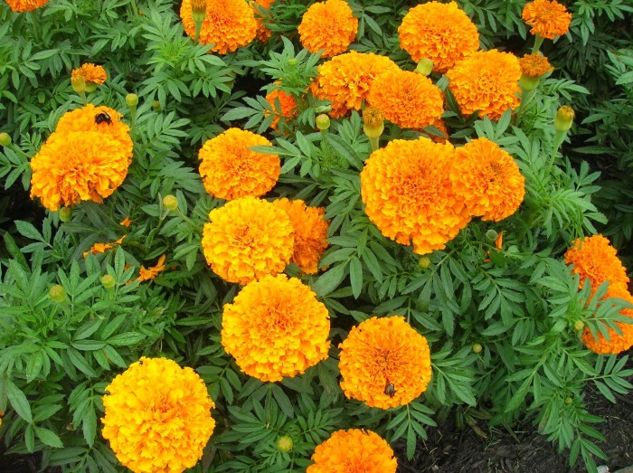 Marigold flowers flower marigolds grow tagetes plants garden species color hybrids orange growing