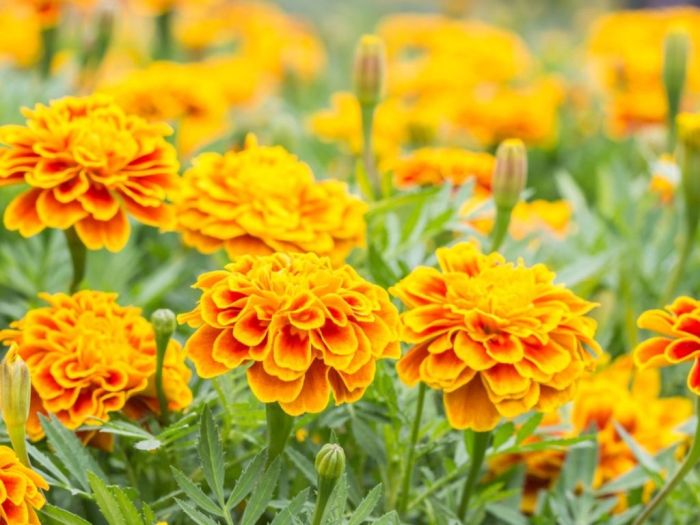 Marigolds marigold seeds tagetes gardeningknowhow garten seed ornamental