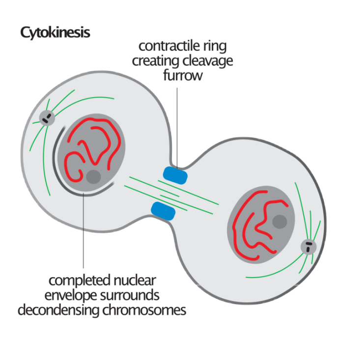 Select all of the accurate descriptions and/or definitions of cytokinesis