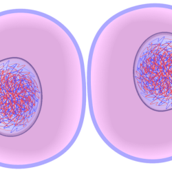 Select all of the accurate descriptions and/or definitions of cytokinesis