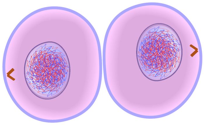 Select all of the accurate descriptions and/or definitions of cytokinesis