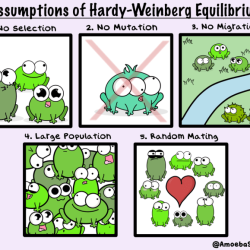 Amoeba sisters hardy weinberg worksheet answers