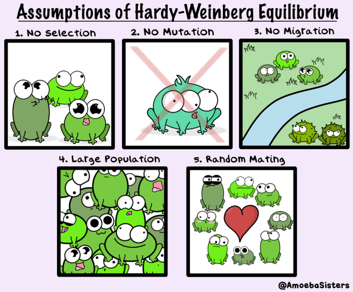 Amoeba sisters hardy weinberg worksheet answers