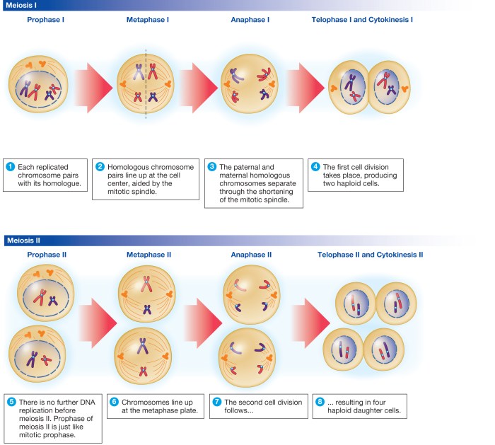 Meiosis mitosis genetic colleges gcse bacteria identical reproduce divides genetically biology sel pembelahan