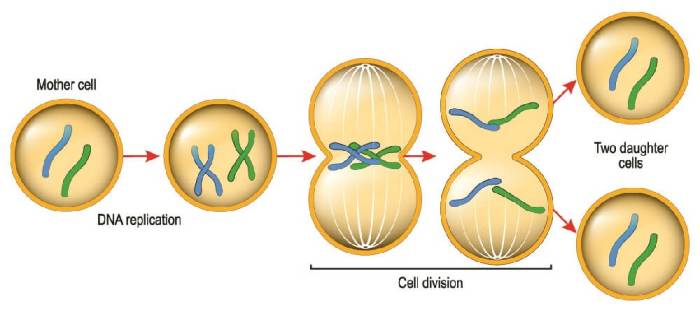 Cells daughter mitosis cell produced biology division types lymphocytes via